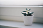 Green Succulent Plant in White Pot