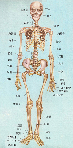 等猫的鱼555采集到人体教程