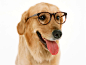 Animals_Dogs_Wearing_glasses_Dog_005508_.jpg (1024×768)
