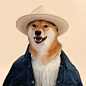 Menswear Dog: Photo