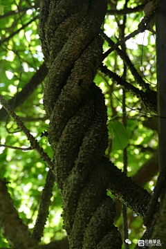 君子有所不为采集到植物志之蔷薇目蔷薇亚目豆科