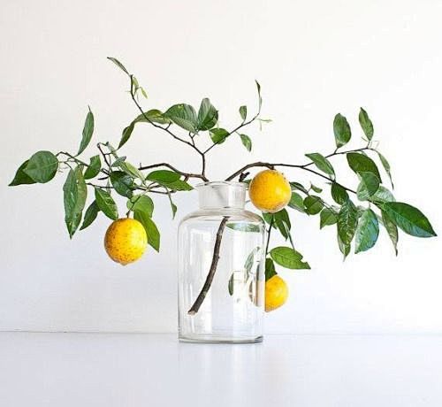 Love a lemon tree