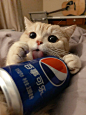 橘猫沙梨