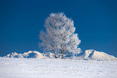 无间智松鼠采集到雪景