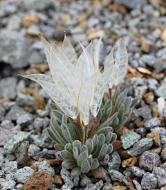 cecilia_ou采集到植物认知