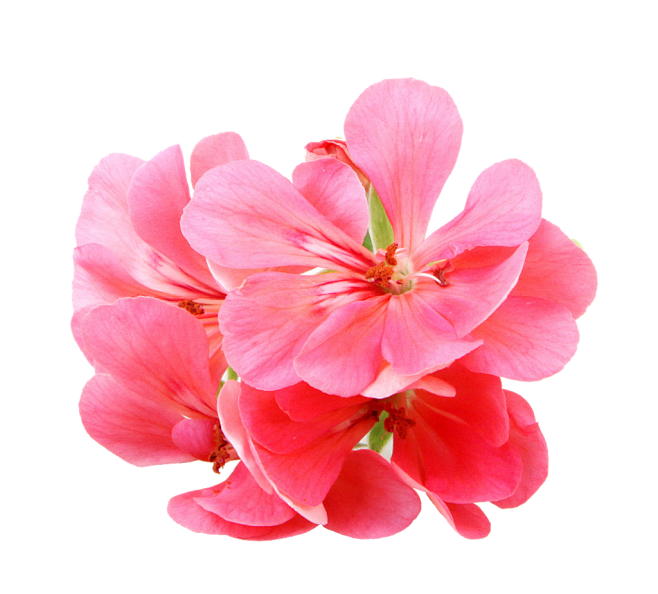 天竺葵花瓣特写