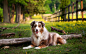 General 1920x1200 animals dog australian shepherd nature trees depth of field grass