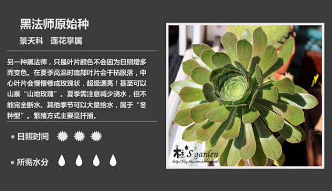 新增50枚-常见多肉植物图鉴