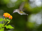 Humming bird