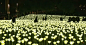 A field of illuminated roses has arrived in Hong Kong for Valentine's Day