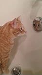 Mirror mirror in da tubs, who will give me belly rubs? - Imgur
