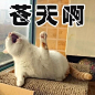 “我滴个乖乖啊！有没有天理了！”
