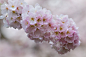 General 2048x1365 nature flowers