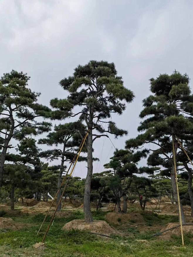 油松