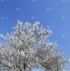 春天开花的树。杏花的传粉。布鲁姆