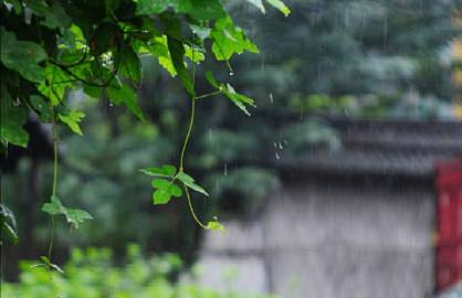 〖  秋雨，秋雨，一半西风吹去 … 〗 ...