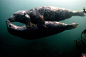 近日，摄影师Nigel Roddis在英国诺森伯兰郡法尔恩群岛附近的海底拍摄到灰海豹玩耍的画面。群岛由英国私人慈善组织国民托管组织保护，当地拥有超过20种海鸟，而且是灰海豹优良的繁殖地。REUTERS/Nigel Roddis