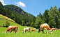 Cows in Tyrolean Alps. by Alizada Studios on 500px