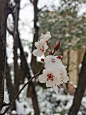 梨花 梅花 雪景 春雪