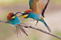 全部尺寸 | Bee-eater Fight | Flickr - 相片分享！