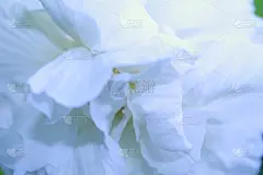 南方玫瑰(芙蓉)抽象图案细节。