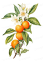 Orange branch with flower orange illustration botanical flowers.
