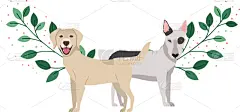 可爱的,狗,白色背景,纯种犬,模板,哈巴狗,动物,毛绒玩具,拉布拉多犬,犬科的