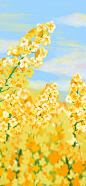油菜花