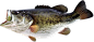 fish PNG image