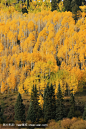 白杨树与秋天的颜色，圣胡安国家森林，科罗拉多州
Aspen trees with fall color, San Juan National Forest, Colorado