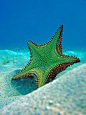 Starfish!