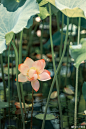 #摄影（花）#@微博摄影 的个人主页 - 微博