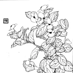 花草 - 高清图片，堆糖，美图壁纸兴趣社区