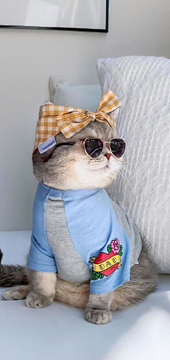 兔兔和啵啵采集到猫仔