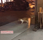 太空步炉火纯青的舞猫~不知情还以为这猫断线了呢~(3MB) ​​​​