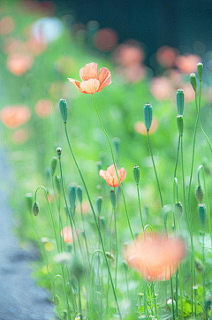 苞苞_花采集到花