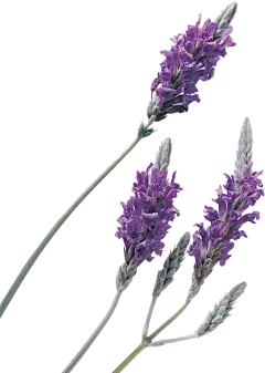 卡通薰衣草手绘清新浪漫紫色香薰png素材