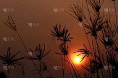 草,水平画幅,无人,夏天,户外,活力,田地,植物,大特写,自然
