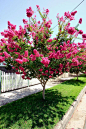 Crepe myrtles are among the world's best flowering trees.They are native to eastern Asia and are hardy in most parts…