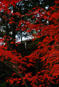 在那红叶盛开的地方——京都高雄山（神護寺）