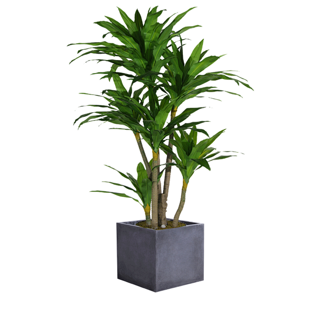 植物 绿色植物 盆栽 c4d素材 立体 ...