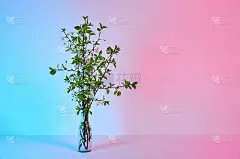 玻璃花瓶与开花的樱桃枝在蓝色的粉红色的背景与复制空间。春天鲜花花束。室内装饰。优雅的名片模型。母亲节