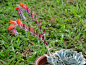 景天科拟石莲花属石莲花（Echeveria lilacina）别名宝石花