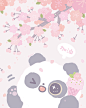 在樱花树下团聚的那天就快到了！#送樱花给武汉##软团子#雪娃娃萌宠超话#熊猫#