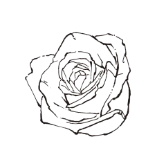 玫瑰花5_PNG线稿素描手绘植物花水仙菊化妆品包装海报平面AI矢量设计素材