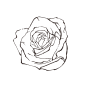 玫瑰花5_PNG线稿素描手绘植物花水仙菊化妆品包装海报平面AI矢量设计素材