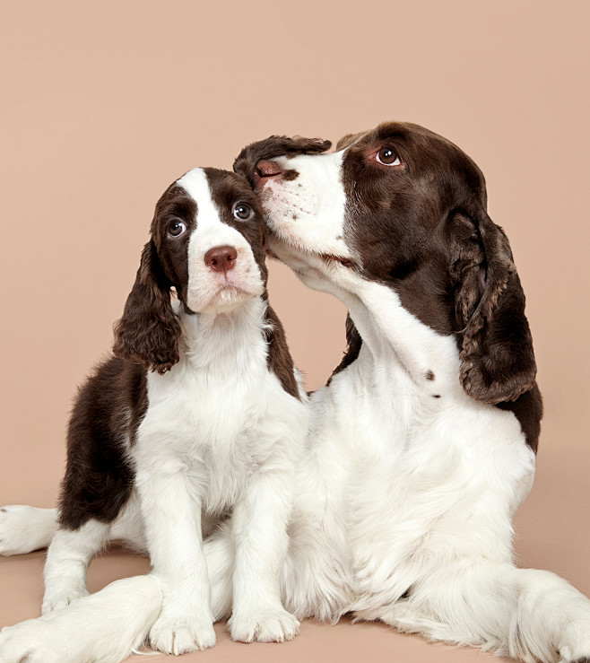 两只狗棕白色亲耳朵