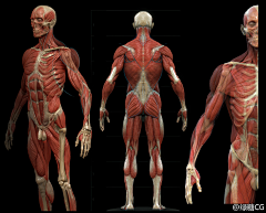 赋鱼采集到三、人体肌肉、结构