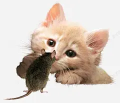 卡通动物卡通猫和老鼠 免费下载 页面网页 平面电商 创意素材