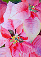 Poinsettia Christmas by *rsharts on deviantART